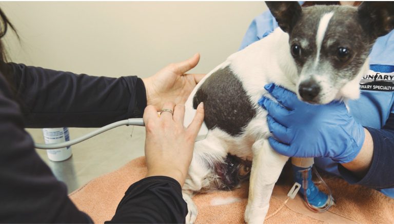 dog at the vet