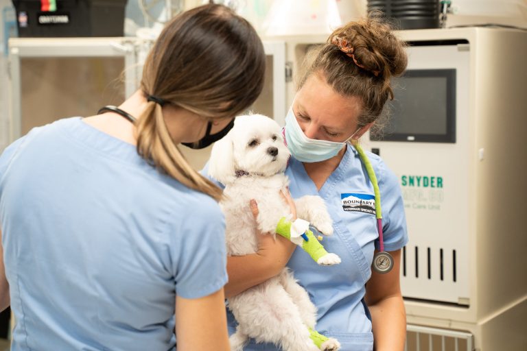 two vet techs taking care of dog
