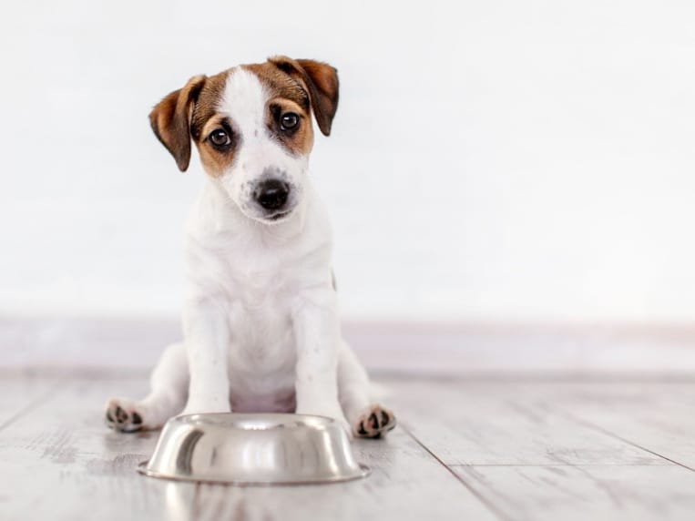 Do grainfree diets cause heart problems in dogs? Boundary Bay