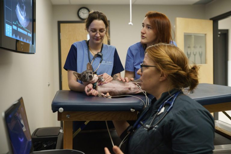Cardiologist performing echo on pet patient