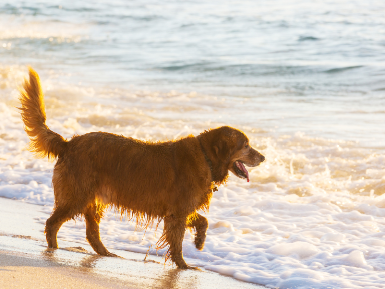 Common Summer Dog Emergencies