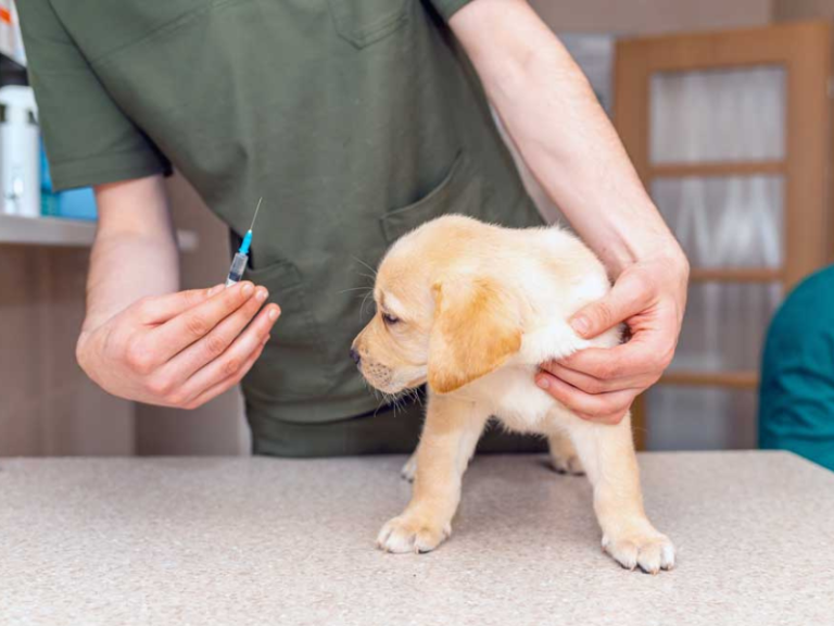 World Rabies Day