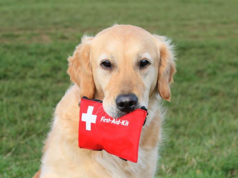 Pet First Aid Kit Essentials