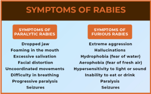 World rabies day - symptoms of rabies