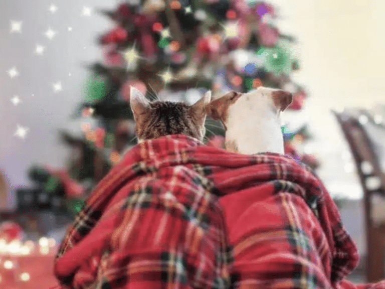 Dog and cat in front of Christmas tree