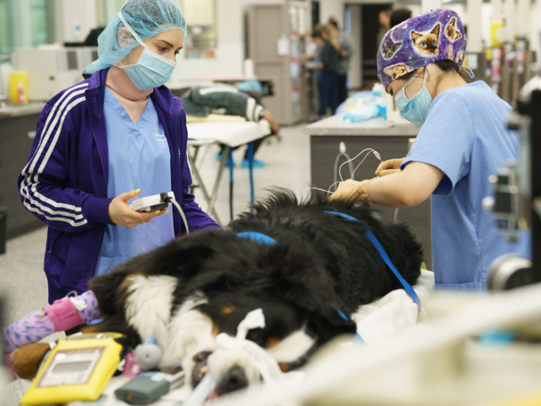 Boundary Bay Veterinary Hospital