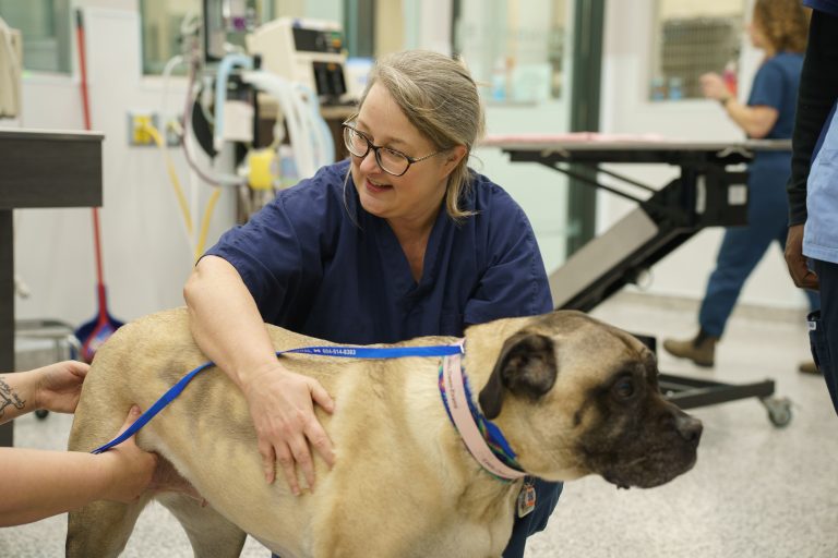 Dr. Sarah Charney, Board-certified Oncologist & co-owner, BBVSH.