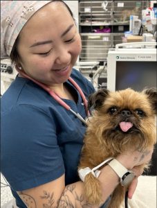 Two veterinary technicians at BBVSH working together with a patient