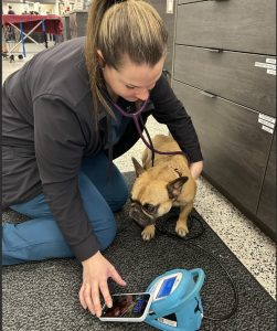 Veterinary intern practicing a clinical skill with mentor supervision