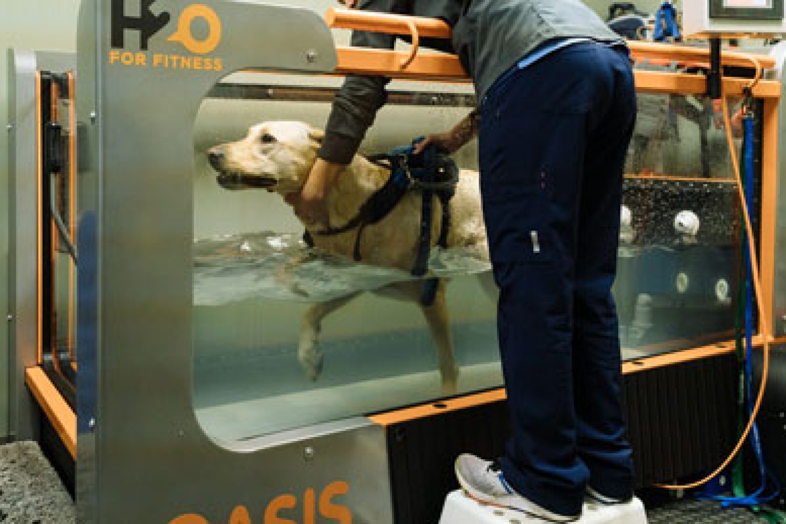 service-physical-conditioning-dogs