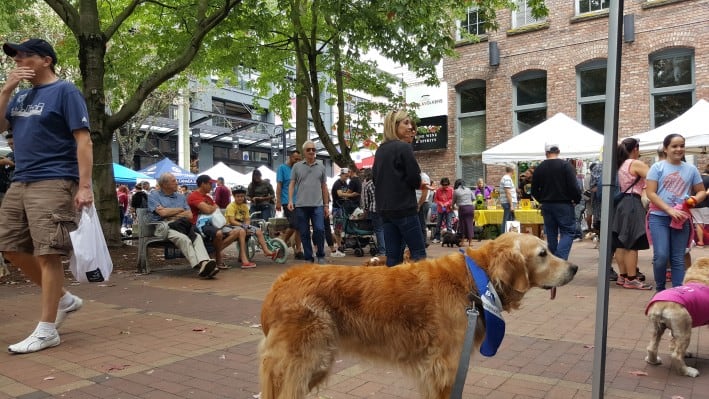 Molly the golden retriever 