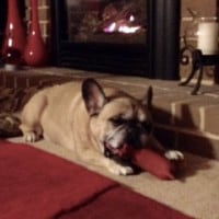 Ruptured disk in dog