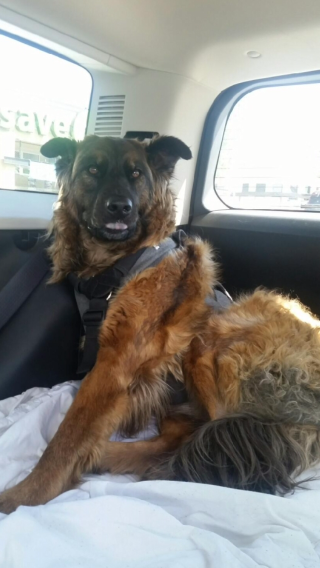 Bone Cancer in Dogs