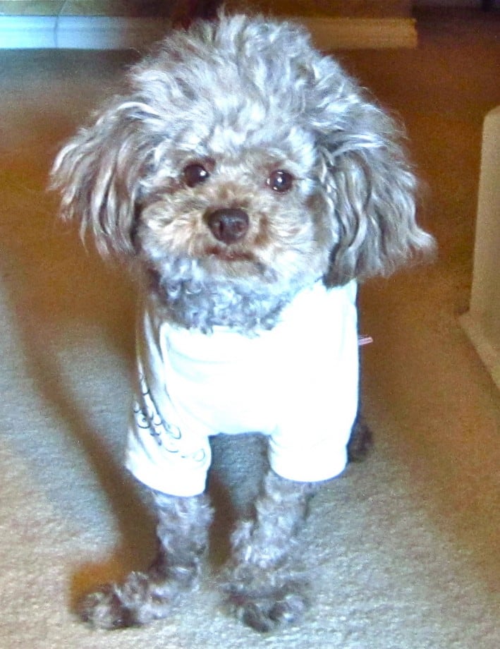 Dog with a fractured front leg prior to surgery