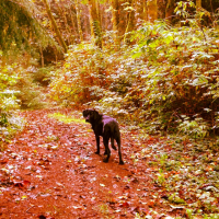 Cooper - 4 of 10