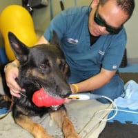 Finn GSD (16)