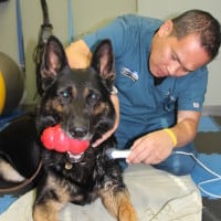 Finn GSD (2)