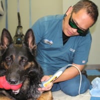 Finn GSD (21)