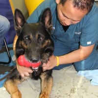 Finn GSD (26)