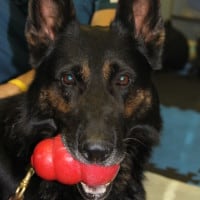 Finn GSD (29)