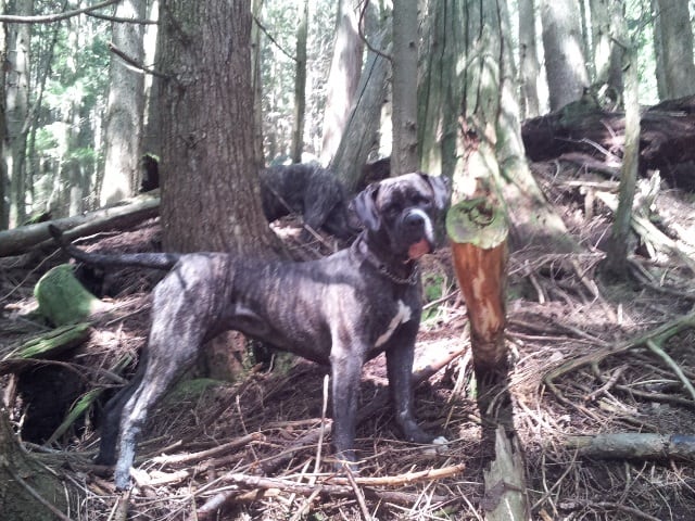 American Bulldog cross with 2 Tibial Tuberosity Advancement (TTA) procedures 
