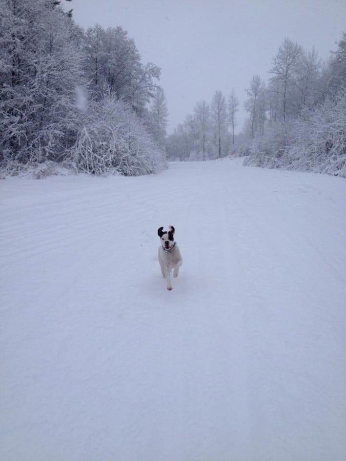 Gus snow 2