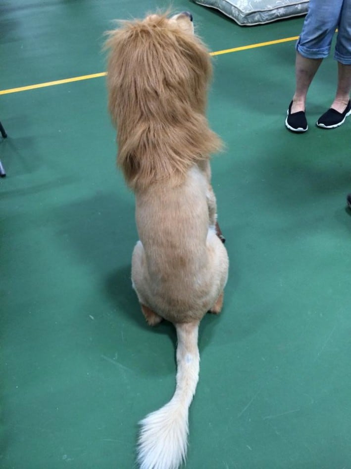 Lion Dog
