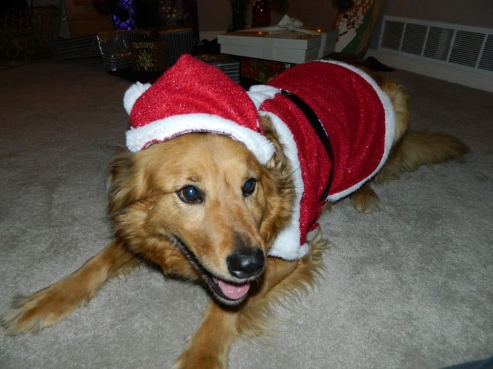 A Patient of Boundary Bay Veterinary Specialty Hospital