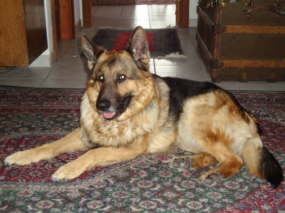Canine TTA surgery