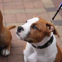 Pet A Palooza Vancouver (6)
