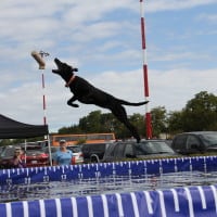 Pet A Palooza Victoria (102)