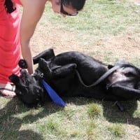 Pet A Palooza Victoria (27)