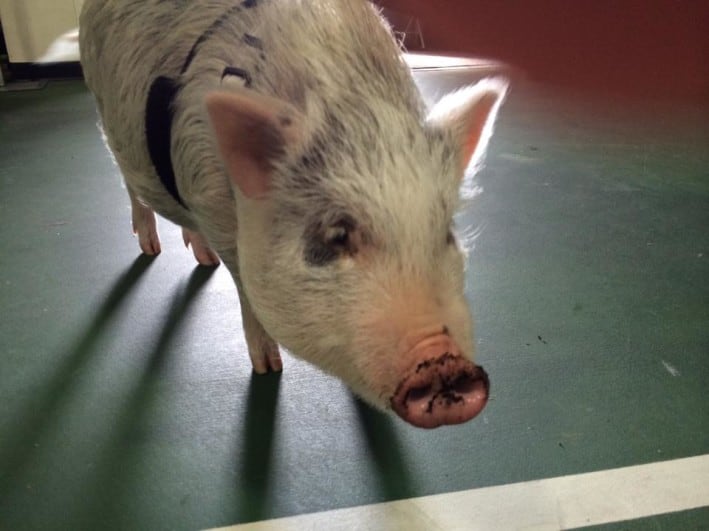 Pig