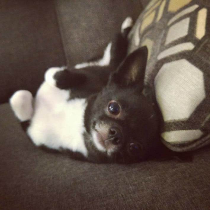 remy