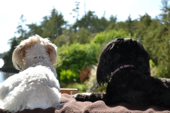 Dog receives chemo at Boundary Bay Veterinary Specialty hospital 