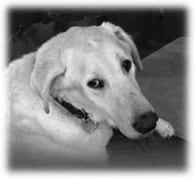 Veterinary Oncology and Surgery Patient