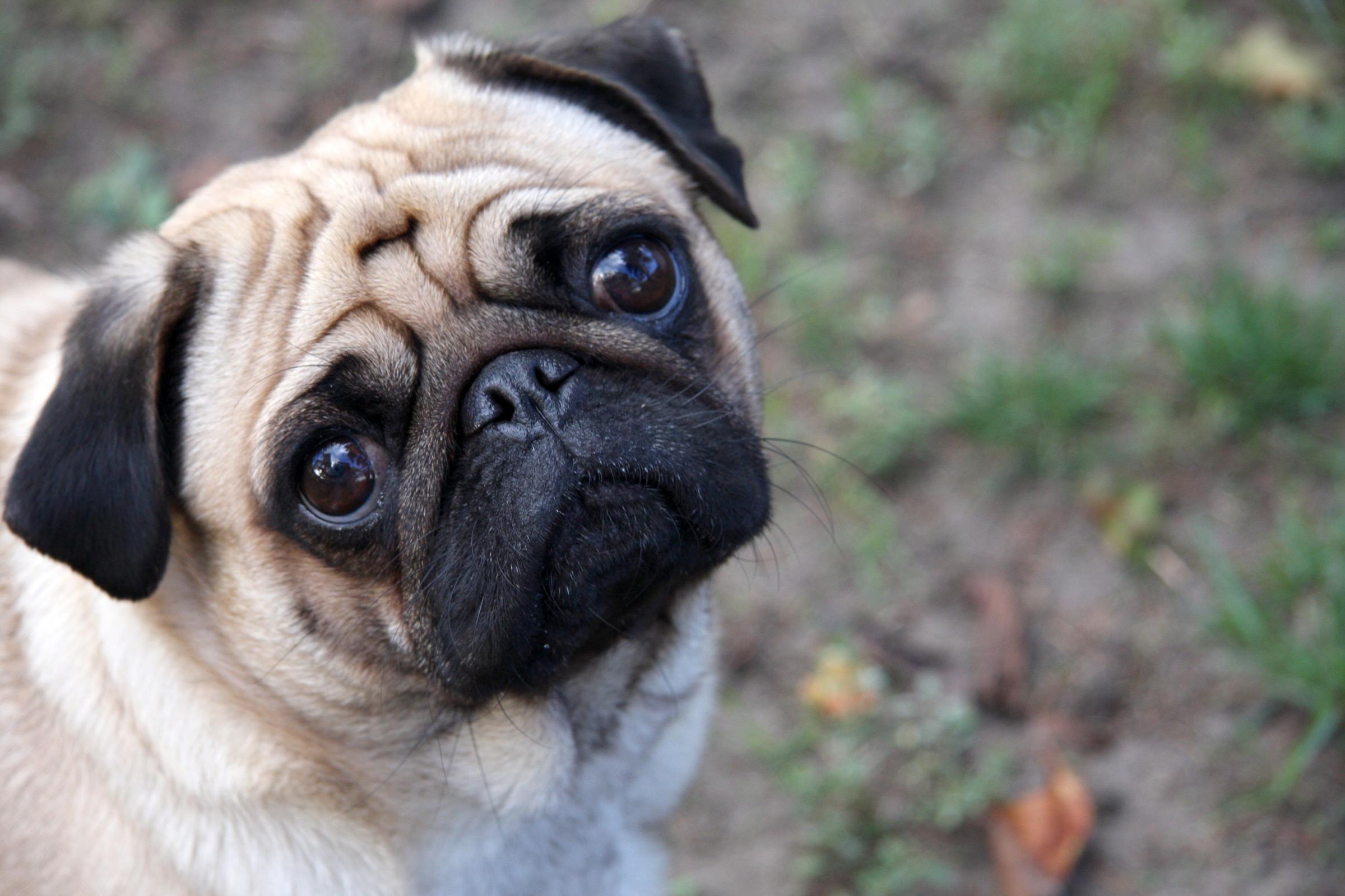 Cancer in Dogs
