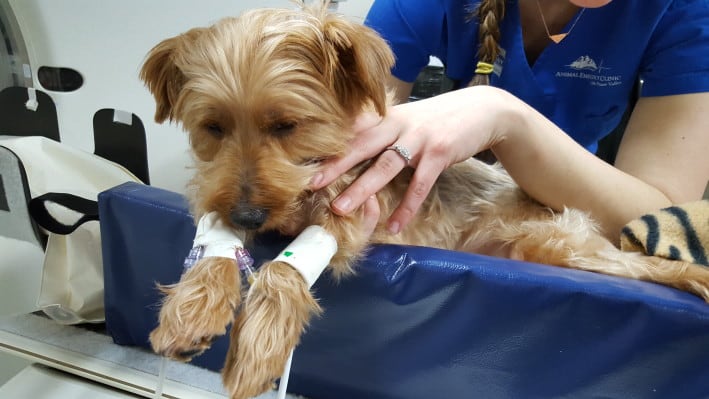 Yorkshire Terrier with Rostral Maxillary Mass