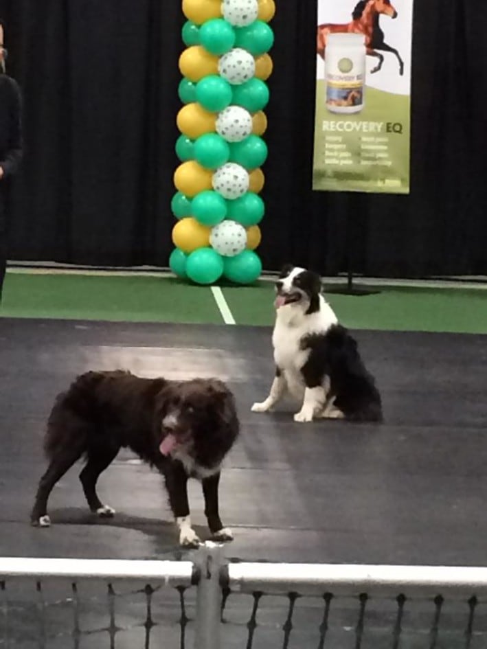 border collies
