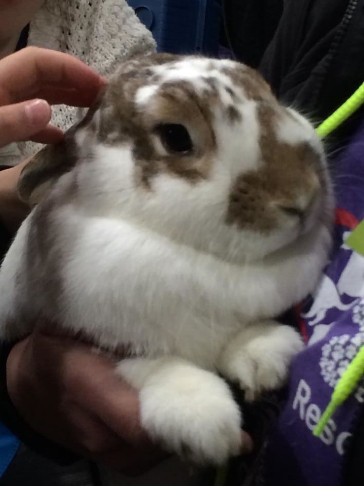 bunny