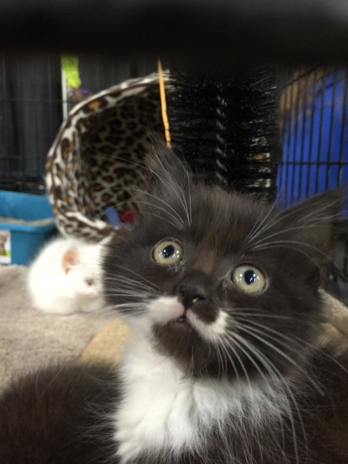 kittens