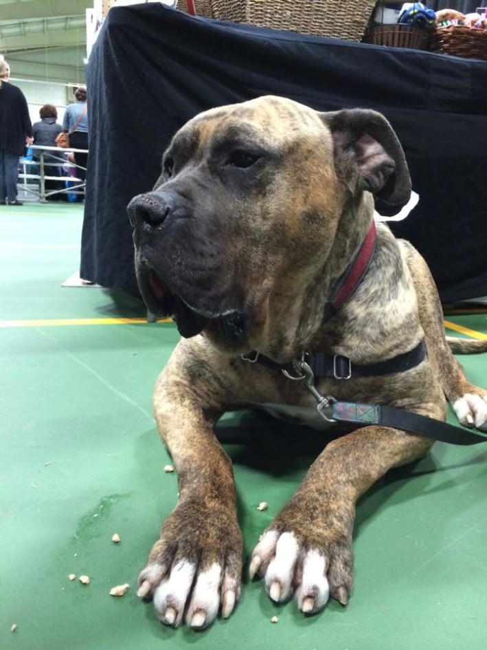 mastiff