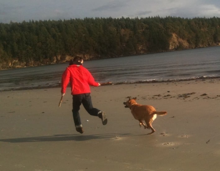 Dog On the Beach after Total Hip Replacement Surgery