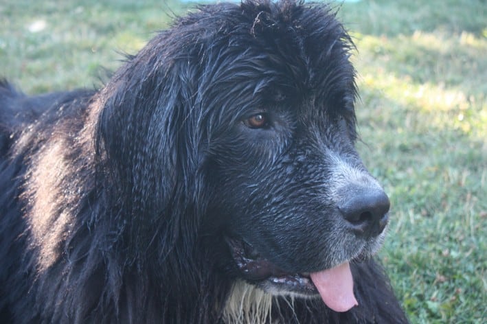 Moby has TTA Surgery at Boundary Bay Veterinary Specialty Hospital